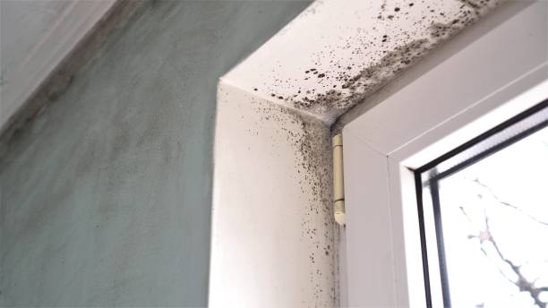 Professional Mold Removal in Ada, OK